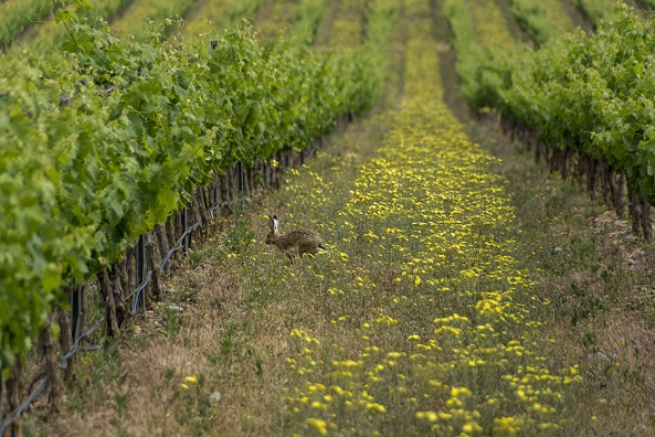 Ochoa rabbit